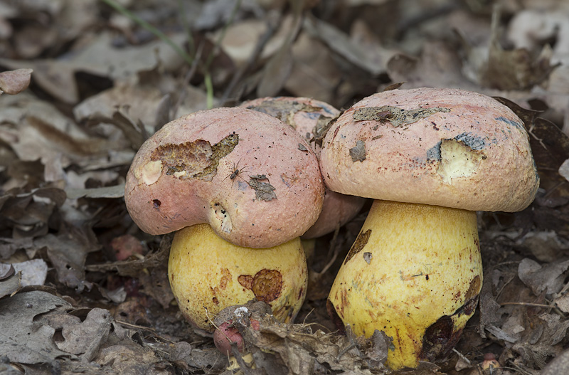 Boletus rhodopurpureus